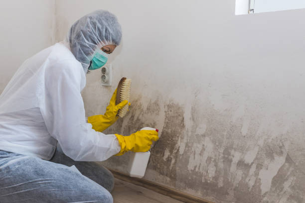 Best Mold Odor Removal Services  in San Francisco, CA