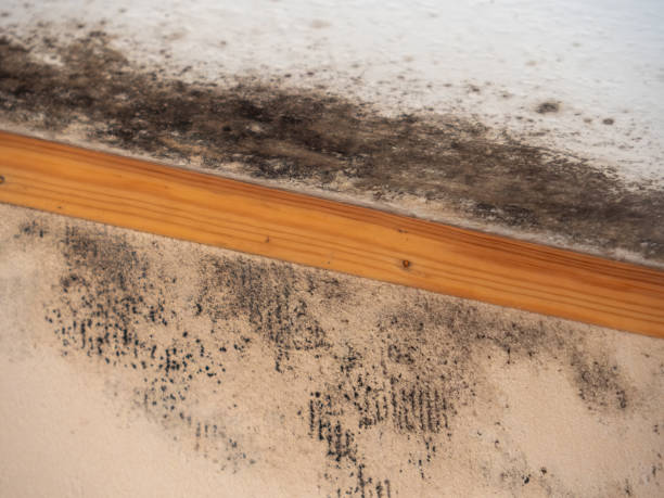 Best Air Quality Testing for Mold Spores  in San Francisco, CA