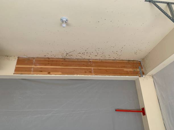 Trusted San Francisco, CA Mold Removal Experts
