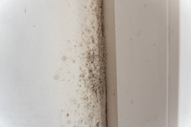  San Francisco, CA Mold Removal Pros